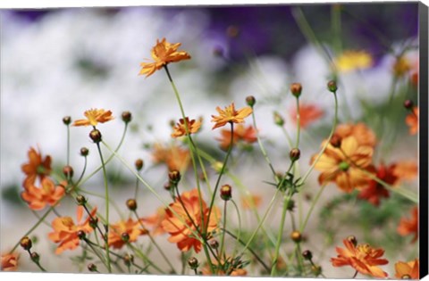 Framed Garden Conversations Print