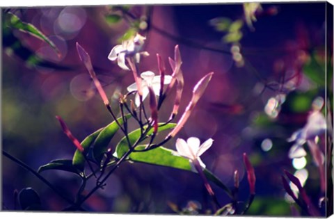 Framed Like Sunday Morning Print