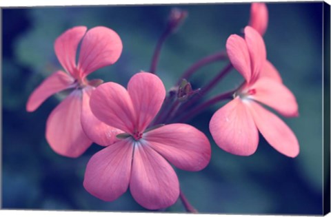 Framed Say It With Flowers Print