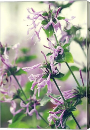 Framed Spring Melody Print