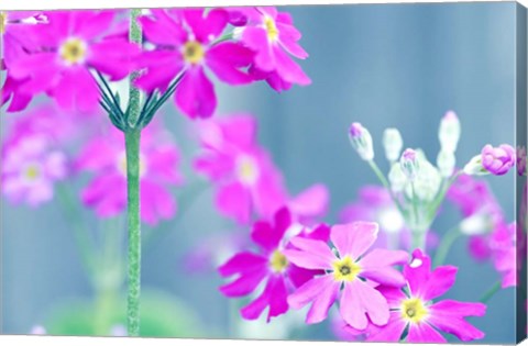 Framed Summer Concert Print