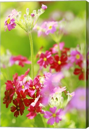 Framed Summer In My Garden Print