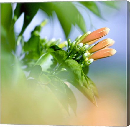 Framed Dreamers Print