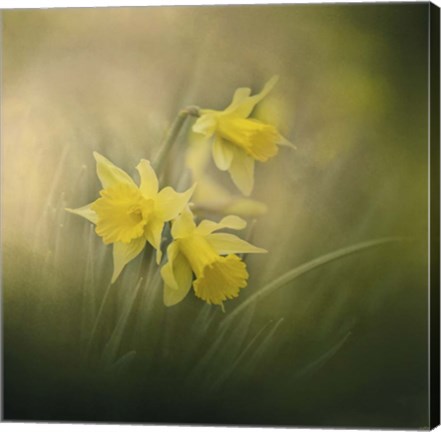 Framed Spring Morning Welcome Print