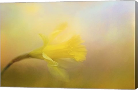 Framed First Spring Bloom Print