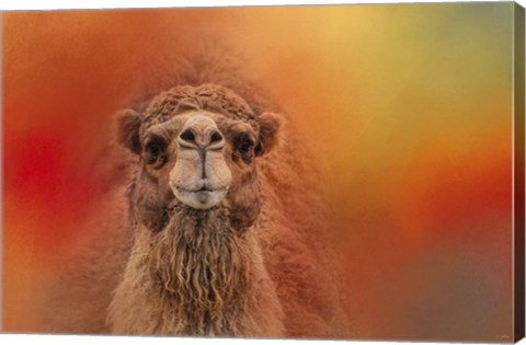 Framed Dromedary Camel Print