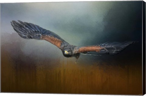 Framed Flight Of The Harris Hawk Print