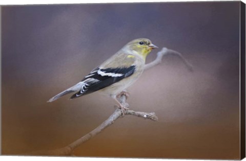 Framed Goldfinch In The Light Print