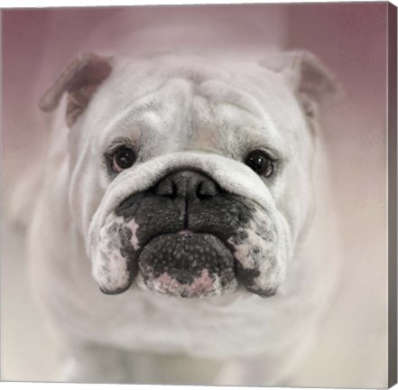 Framed Got Treat Bulldog Puppy Print
