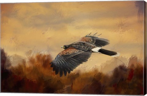 Framed Harris Hawk In Autumn Print