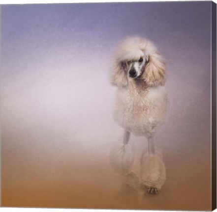 Framed On The Way To The Salon Standard Poodle Print