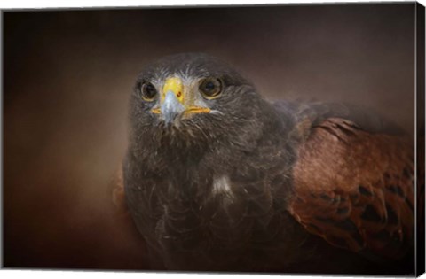 Framed Portrait Of The Harris Hawk Print