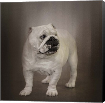 Framed Quiet Observer Bulldog Puppy Print