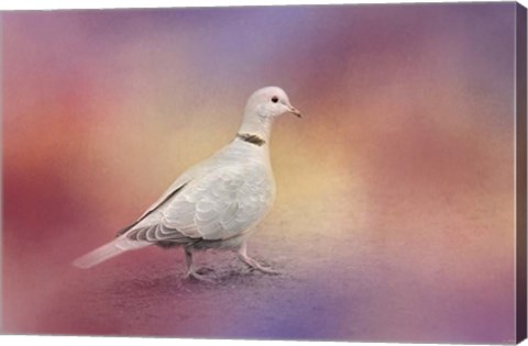Framed Spring Eurasian Collared Dove Print