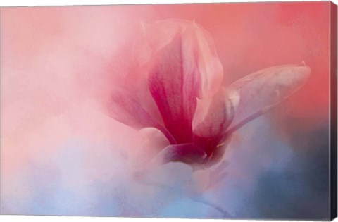 Framed Spring Tulip Magnolia Print