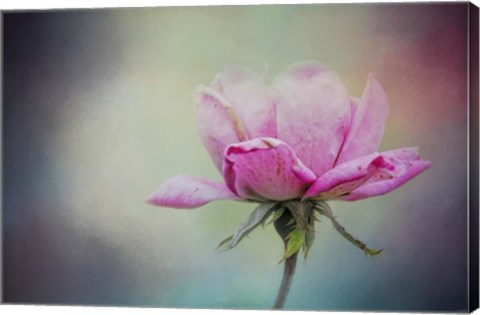 Framed Last Pink Rose Print