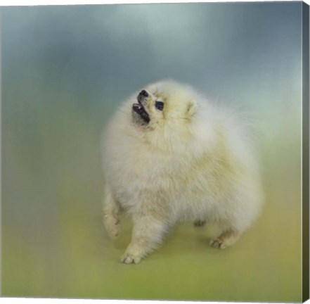 Framed Watching For Rain Drops Pomeranian Print