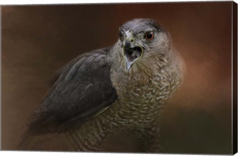 Framed Angry Sharp Shinned Hawk Print