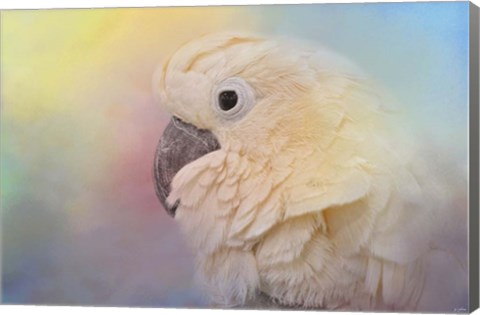 Framed Every Day Is Colorful Umbrella Cockatoo Print