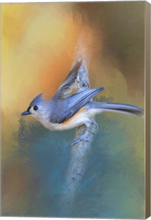 Framed In A Flash Tufted Titmouse Print