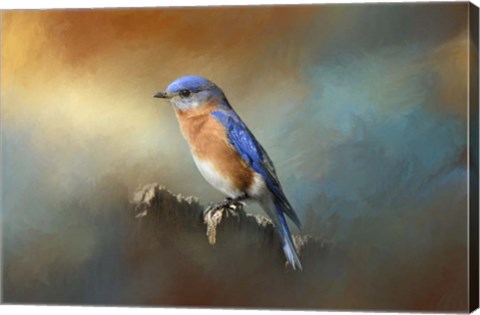 Framed Bluebird On The Fence Print