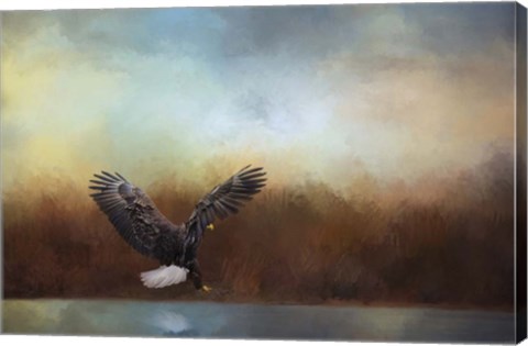 Framed Eagle Hunting In The Marsh Print