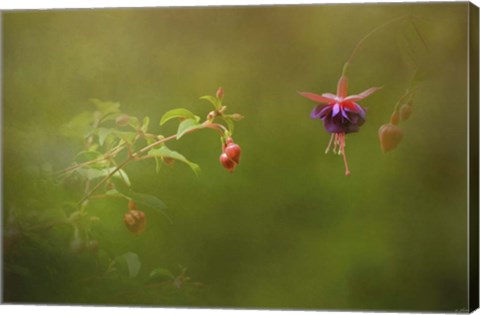 Framed Fuchsia Buds and Bloom Print