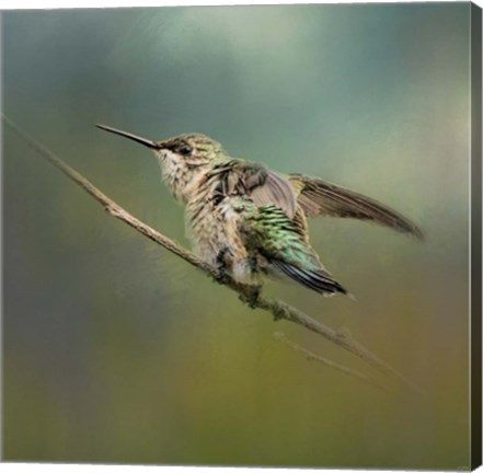 Framed Hummingbird In Spring Storm Print