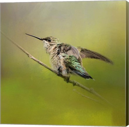 Framed Hummingbird On Lime Print