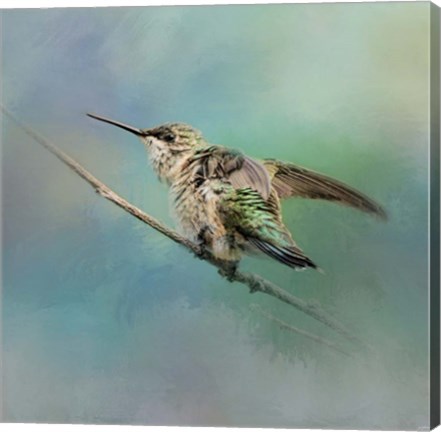 Framed Hummingbird On Mint Print
