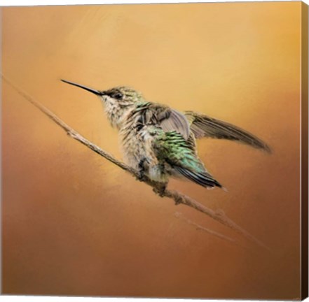 Framed Hummingbird On Peach Print