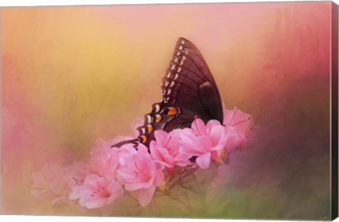 Framed Napping In The Azaleas Print