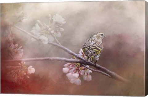 Framed Siskin In The Garden Print