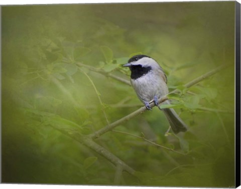 Framed Spring Chickadee Print