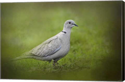 Framed Spring Dove Print