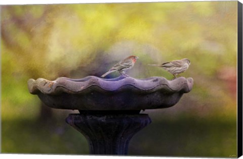 Framed Finches On The Bird Bath Print