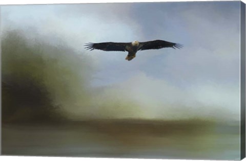 Framed Juvenile Eagle At The Lake Print