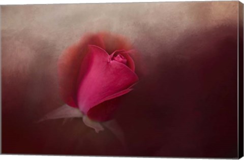 Framed First Red Rose Print