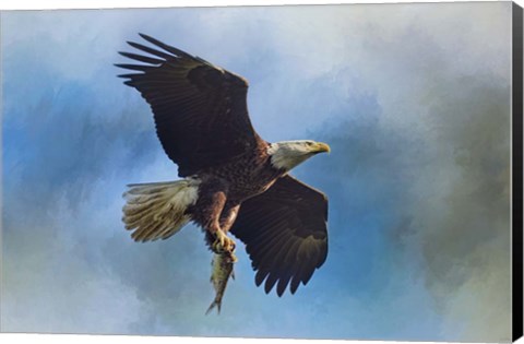 Framed Raptors Catch Print