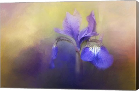 Framed Tiny Iris Print