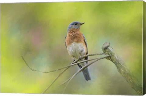 Framed Bluebird On A Spring Day Print