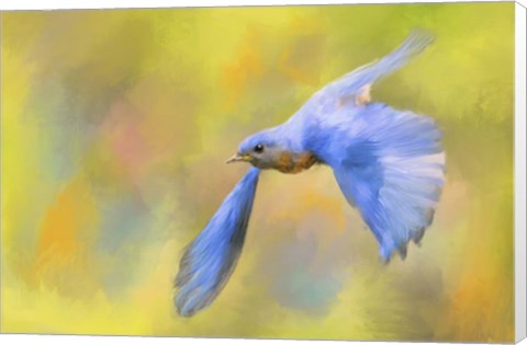 Framed Bluebird Spring Flight Print