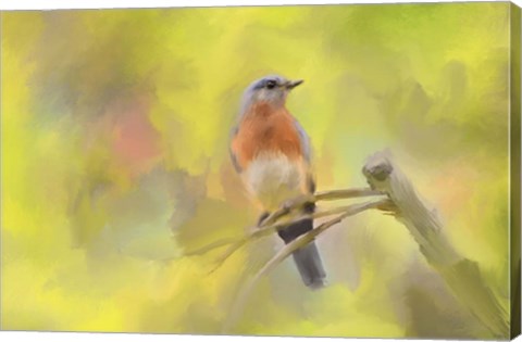 Framed Spring Bluebird Print