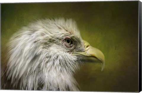 Framed Bald Eagle In The Grove Print