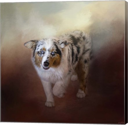 Framed Ball Of Energy Australian Shepherd Print