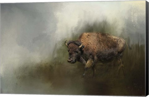 Framed Bison After The Mud Bath Print