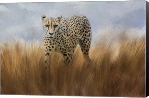 Framed Cheetah In The Field Print