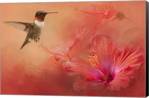 Framed Hummingbird and Peach Hibiscus Print