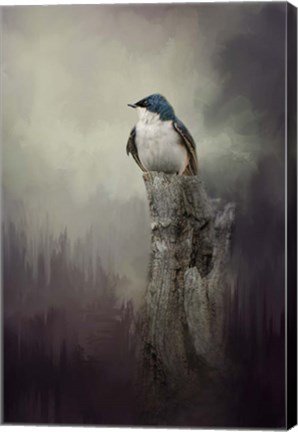 Framed Resting Tree Swallow Print