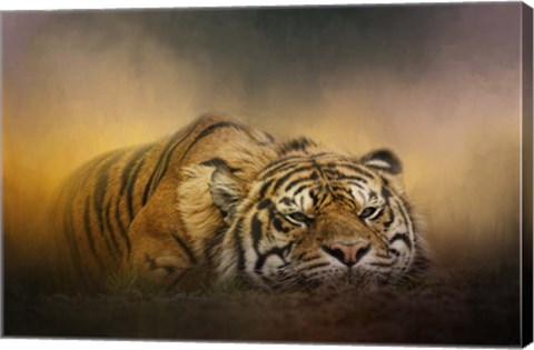 Framed Tiger Awakens Print